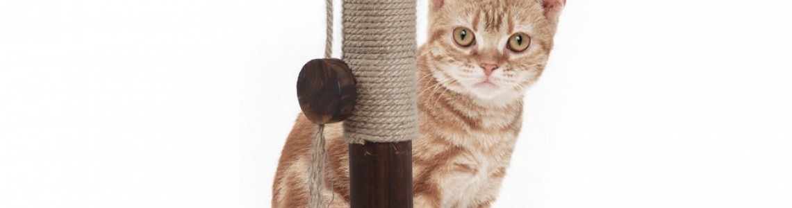 Why your cat need a cat scratching post