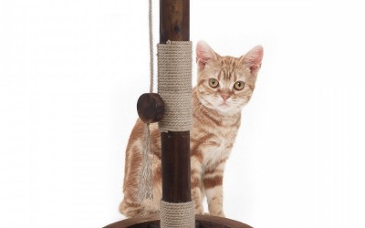 Why your cat need a cat scratching post